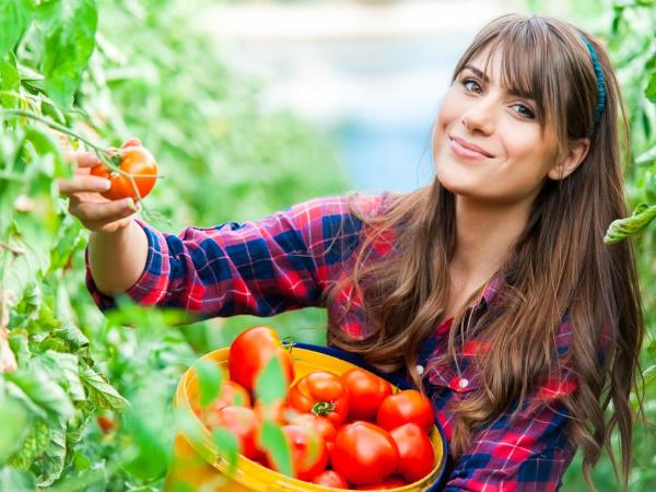 Warum ist der Sommer die perfekte Zeit, um jeden Tag Tomaten zu essen
